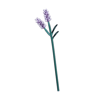 Lilac Lavender Flower